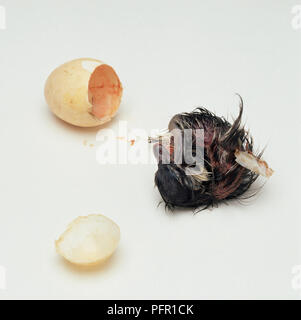 Appena tratteggiato Legno Australiano di anatra (Chenonetta jubata) anatroccolo secondi dopo che emergono da uovo Foto Stock