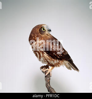 Boobook meridionale (Ninox novaeseelandiae) gufo appollaiate su un ramo Foto Stock