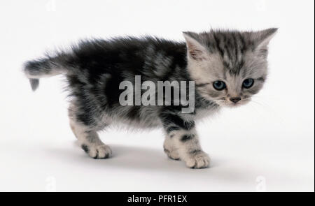 Gattino, vista laterale Foto Stock
