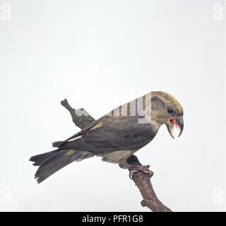 Comune (Crossbill Loxia curvirostra) appollaiate sul ramo, testa a profilo aperto con Bill Foto Stock