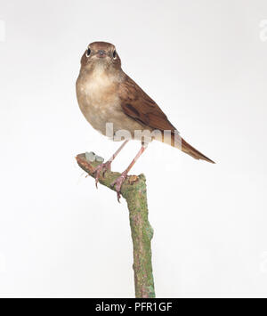 Nightingale (Luscinia megarhynchos) appollaiate sul ramo Foto Stock