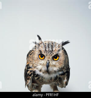 Eurasian Eagle-Owl (Bubo bubo) che mostra le orecchie prominenti ciuffi di piume, e gli occhi di oro Foto Stock