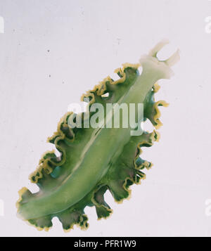 La lattuga di mare (slug Elysia crispata) Foto Stock
