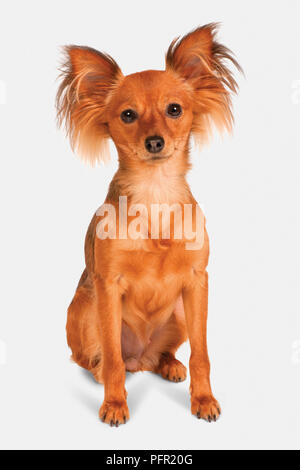 Il russo cane Giocattolo (Russkiy Toy, Russian Toy Terrier), vista frontale Foto Stock