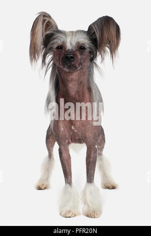 Chinese Crested dog, vista frontale Foto Stock