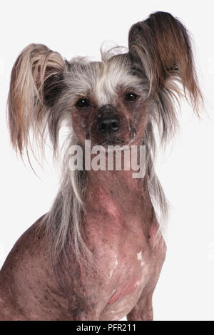 Chinese Crested dog, guardando la fotocamera Foto Stock