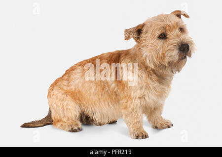Glen of Imaal Terrier (Irish Glen of Imaal Terrier, Wicklow Terrier) Foto Stock