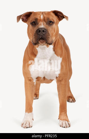 American Staffordshire Terrier, vista frontale Foto Stock