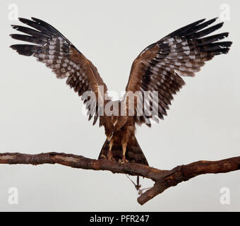 African harrier hawk (Polyboroides typus) appollaiato su un ramo con le sue ali distese Foto Stock