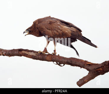 Harrier-Hawk africana (Polyboroides typus) appollaiate sul ramo con testa in profilo e becco aperto, vista laterale Foto Stock