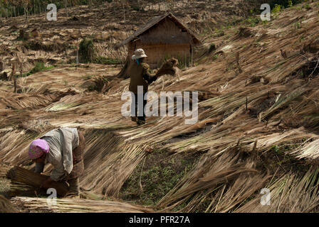 Laos Laos settentrionale, Luang Namtha (Luang Nam Tha) Provincia, Ha Nam NPA (Nam Ha nazionale Area Protetta), vicino a Muang Sing, Akha donne la raccolta ed essiccazione di erba elefante per fare in scope Foto Stock