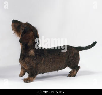 Femmina filo marrone capelli del cane bassotto in piedi, guardando verso l'alto Foto Stock