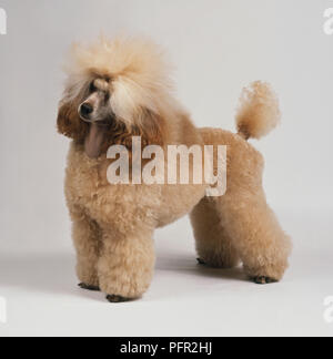 Albicocca barboncino Standard, in piedi Foto Stock