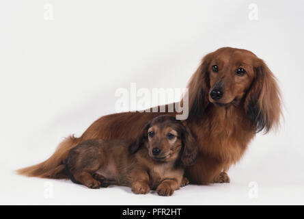 Femmina rosso dal pelo lungo Bassotto con cucciolo Foto Stock