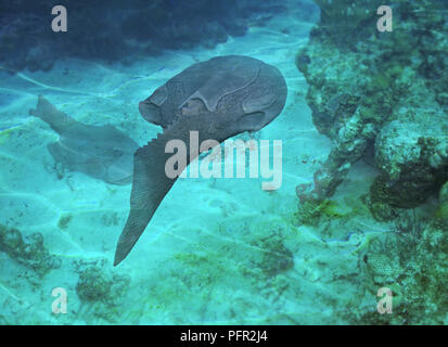 Illustrazione Digitale di Drepanaspis nuoto sott'acqua Foto Stock