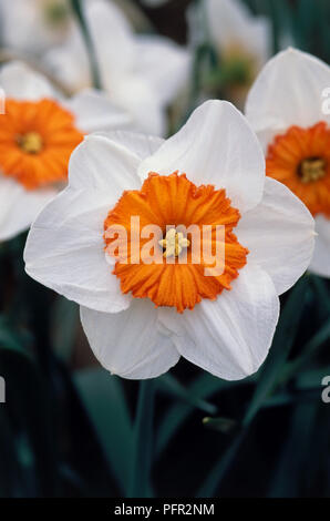 Narcissus 'Professore Einstein" (Daffodil), arancio e bianco flowerhead, close-up Foto Stock