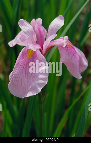 Iris ensata Rose Queen' (Giapponese iris d'acqua), rosa flowerhead Foto Stock