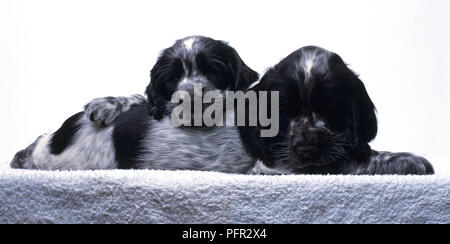 Due in bianco e nero Spaniel cuccioli sdraiato insieme, uno in appoggio la sua testa sul retro dell'altro Foto Stock