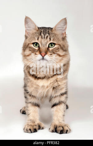 Pixiebob cat Foto Stock