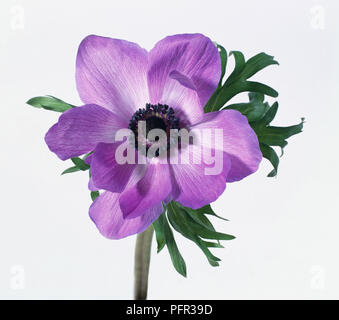 Anemone coronaria cultivar, molla viola anemone, close-up Foto Stock