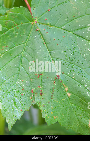 Acer pseudoplatanus (Sycamore) foglie infestate con Acer gall acari (Aceria cephaloneus) Foto Stock