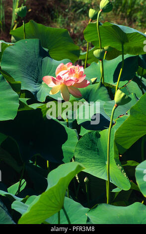 Nelumbo nucifera, Indian Lotus flowerhead emergente tra impianto di grandi foglie verdi, vista laterale Foto Stock