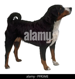 Montagna Appensell cane (Appenzeller Sennenhund, Appenzell cane di montagna), vista laterale Foto Stock