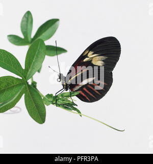 Portalettere butterfly (Heliconius melpomene :) appollaiate su impianto, vista laterale Foto Stock