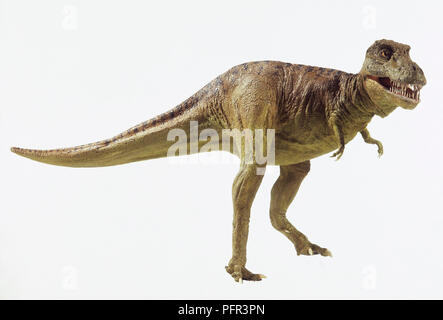 Il modello del Tyrannosaurus rex, testa in alto, la bocca aperta Foto Stock