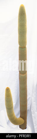 Weberbauerocereus johnsonii (colonna d'Oro), alto, cactus colonnare con albero-come ramo coperti con spine dorate, frastagliata stelo, dove la nuova crescita annua è iniziato Foto Stock