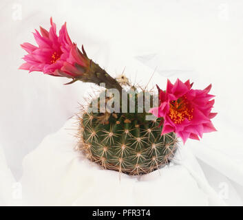Echinopsis mamillosa f. kermesina cactus con due a forma di imbuto fiorisce Foto Stock