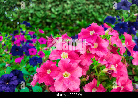 Rosa e Deep Purple fiori nel giardino con vegetazione sfocata in background. Da Muscat Oman. Foto Stock