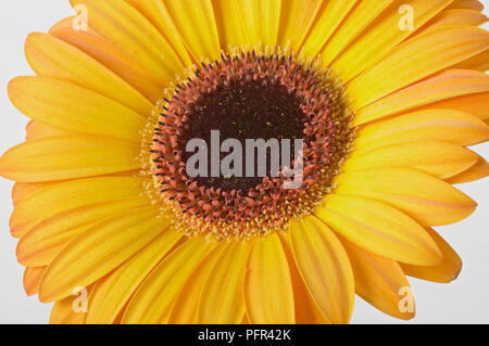 Gerbera gialla flowerhead, close-up Foto Stock
