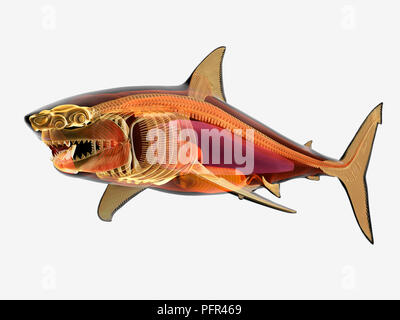 Illustrazione, anatomia del grande squalo bianco (Carcharodon carcharias) Foto Stock