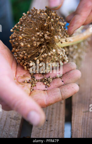 La raccolta di semi da Allium seedhead Foto Stock