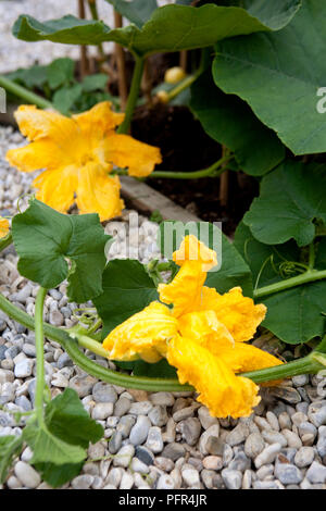 Estate organico fiori di zucca, close-up Foto Stock