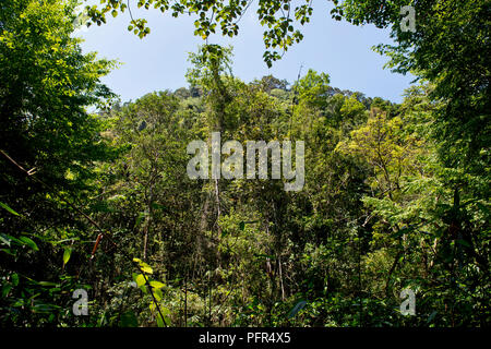 Sri Lanka, Sabaragamuwa Provincia, Ratnapura, riserva forestale di Sinharaja Foto Stock