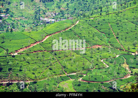 Sri Lanka, provincia di Uva, Haputale, piantagione di tè Foto Stock