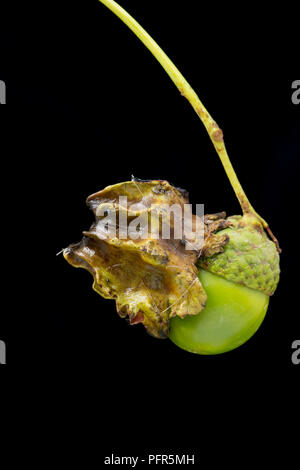 Una quercia knopper gall, Andricus quercuscalicis, crescente sul lato di una ghianda da un albero di quercia. La quercia knopper fiele può essere di colore verde o rosso ed è stick Foto Stock