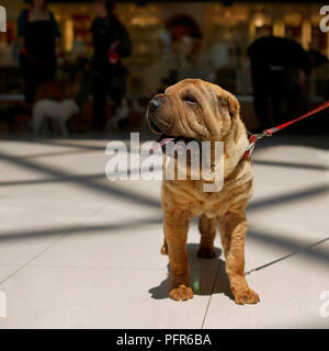 Shar Pei cane al guinzaglio e con la lingua fuori Foto Stock