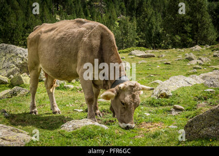 Le mucche mangiano l'erba su un lato montagna in Aiguestortes Parco Nazionale in catalano Pirenei, Spagna. Foto Stock