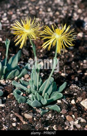 Rhombophyllum rhomboideum, giallo di fiori e foglie di piante succulente Foto Stock
