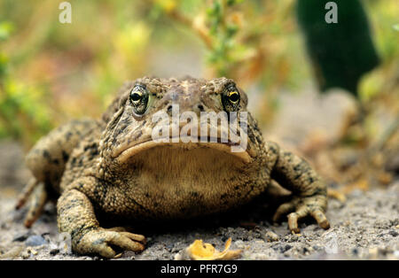 Woodhouse rospo del vicino fiume Snake in Canyon County, Idaho Foto Stock