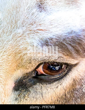 Ravvicinata di un occhio di asino Foto Stock