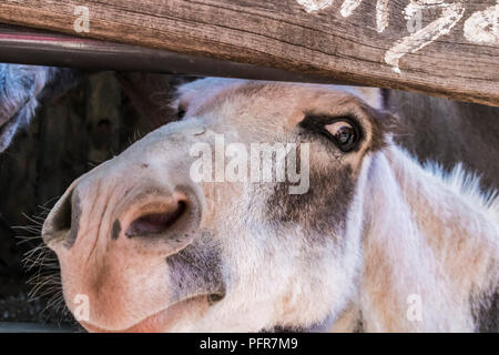 Donkey guardando attraverso una recinzione di legno Foto Stock