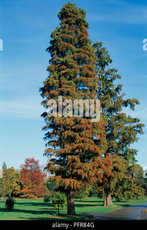 Taxodium distichum var imbricarium 'Nutans' (palude cypress) Foto Stock