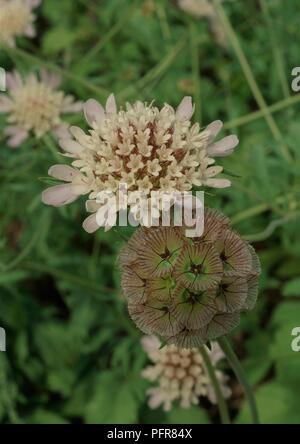 Fiori da Scabiosa stellata 'Paper Moon" (Puntaspilli fiore) close-up Foto Stock