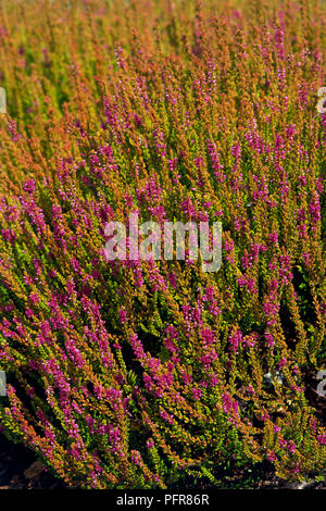 Calluna vulgaris " Firefly' (Ling, Scots Erica) con abbondanza di profonda fiori di colore rosa e verde di piccole dimensioni e foglie di giallo su lunghi steli Foto Stock