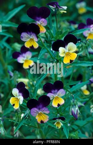 Le foglie e i fiori variopinti dalla Viola tricolore (Wild pansy), close-up Foto Stock