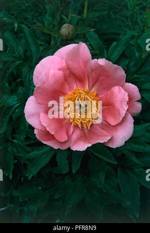 Fiore rosa da Paeonia " salmoni sorpresa' (Peonia), circondato dal verde delle foglie, close-up Foto Stock